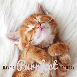 Have A Purrfect Birthday - Birthday Card