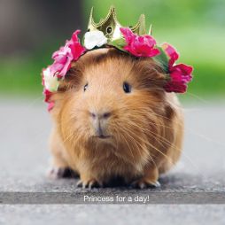 Princess for a Day Guinea Pig Greetings Card