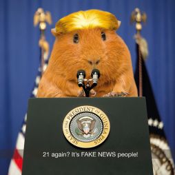 Trump Guinea Pig Greetings Card